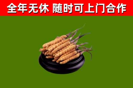 邹平回收冬虫夏草