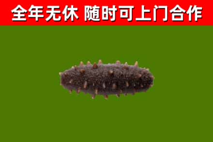 邹平回收海参干